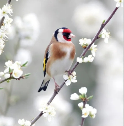 Goldfinch Blank Card